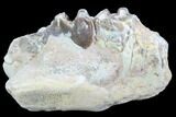 Hyracodon (Running Rhino) Jaw Section - South Dakota #90280-1